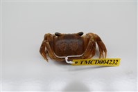 藏品(斯氏沙蟹)的圖片